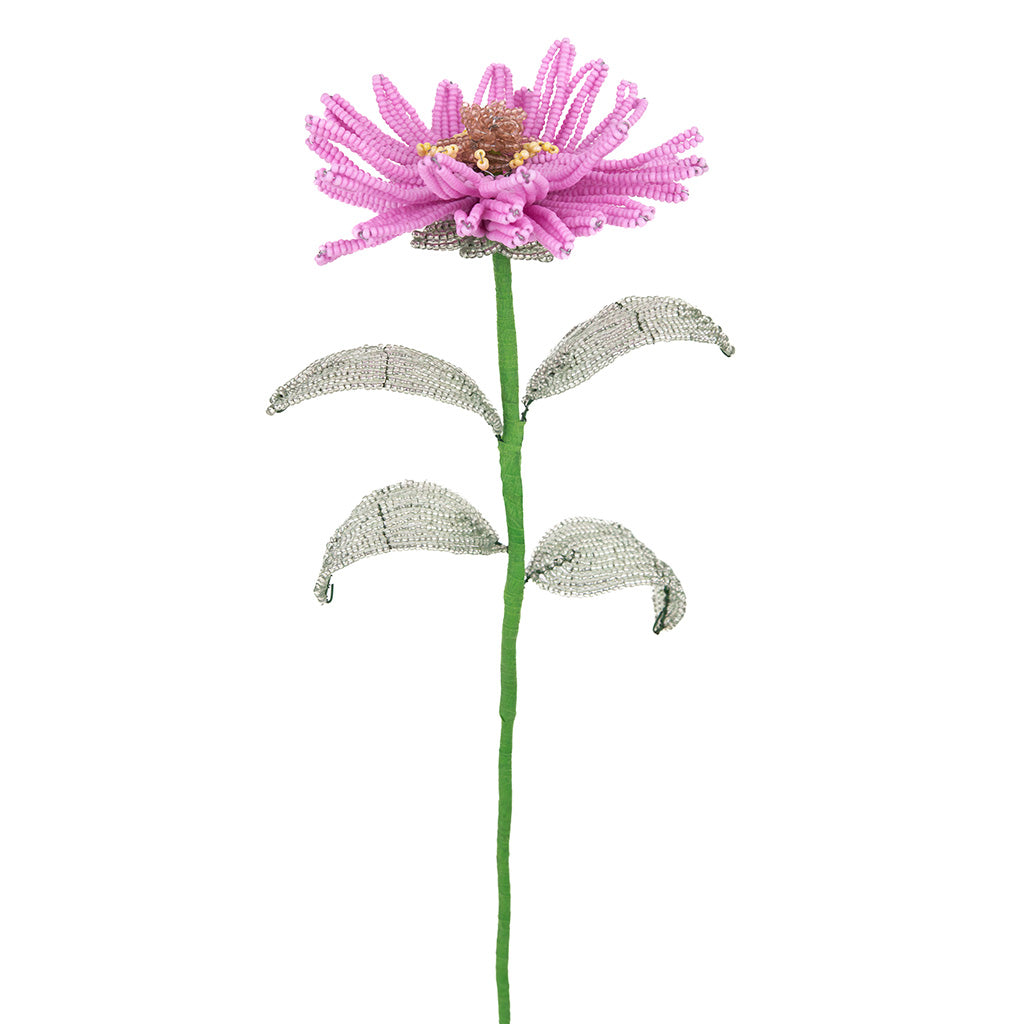 Zinnia