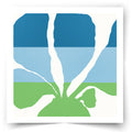 Cockle Shell (Blue & Green)