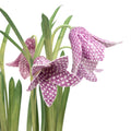 Porcelain Fritillaries in Terracotta Pot
