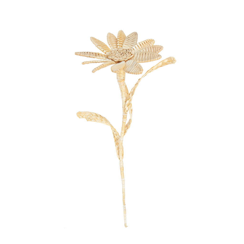 Daisy