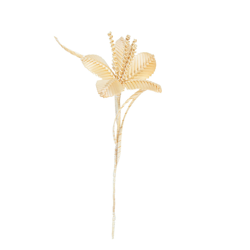 Lily