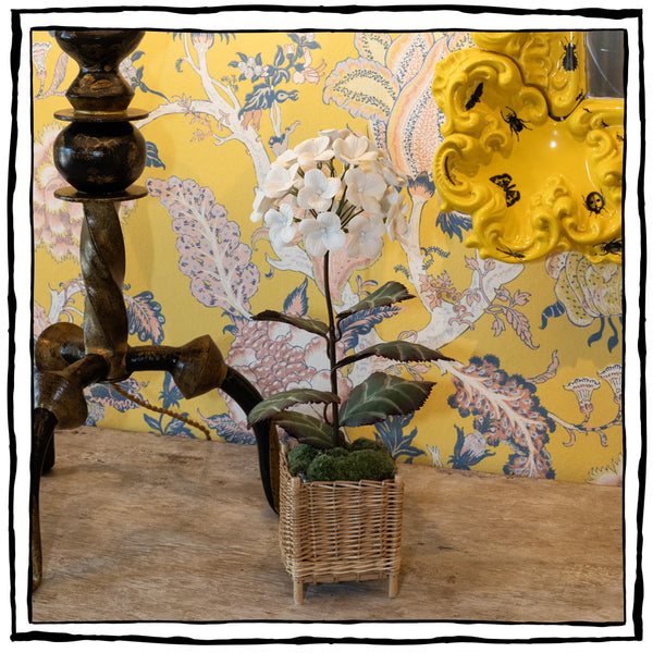 石木文　輪花皿　white garden White Orchid Garden in East Quogue NY - Roses And Rice