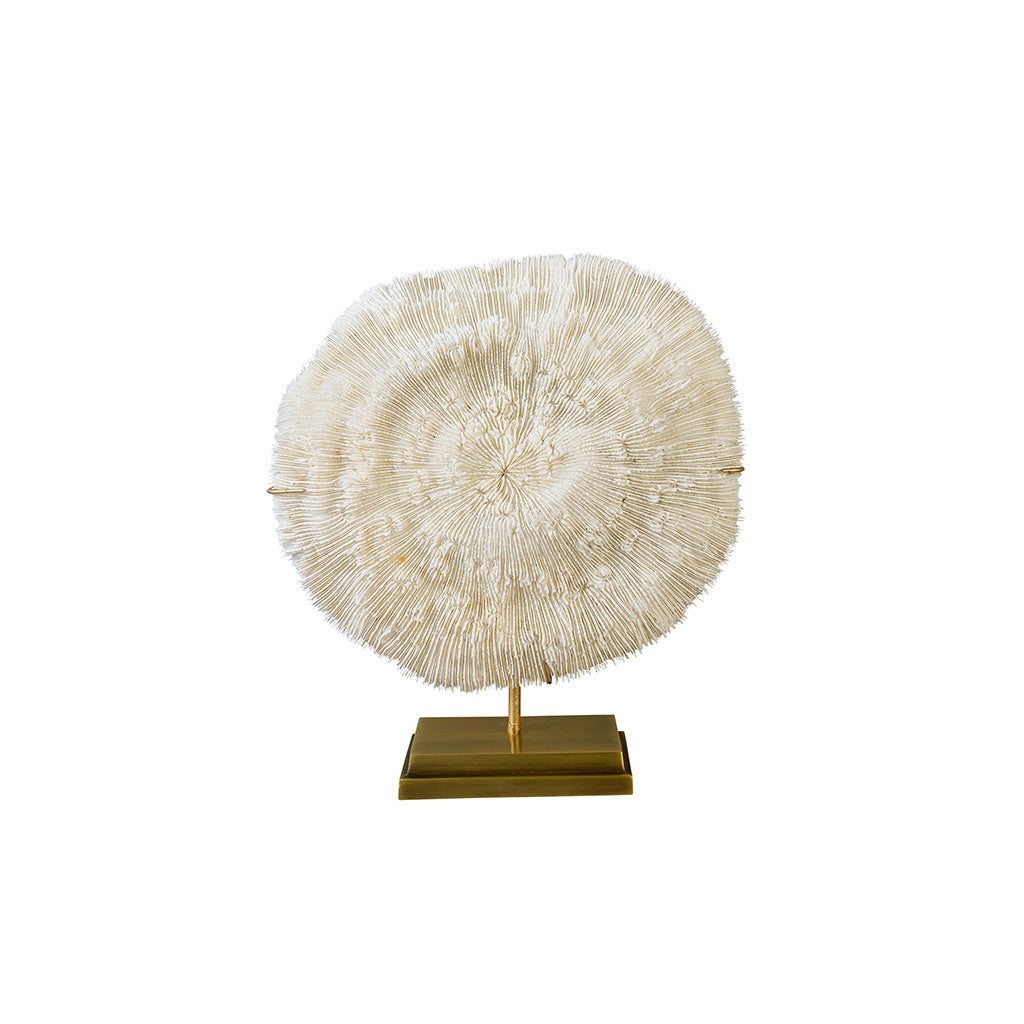 "Bowl" Coral (Halomitra Pileus)