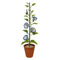 Blue Porcelain Morning Glory in a Terracotta Pot