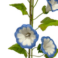 Blue Porcelain Morning Glory in a Terracotta Pot