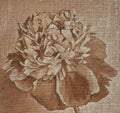 Peony