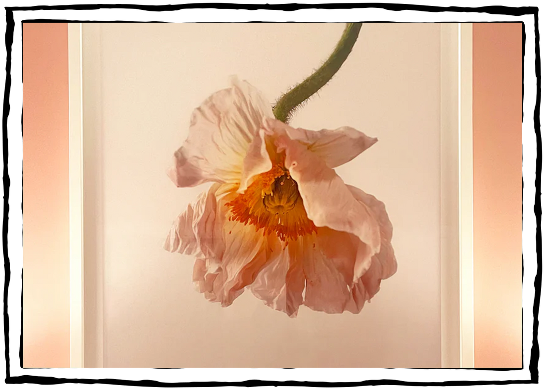 Artist Highlight: Gabriella Imperatori-Penn