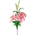 Lily Branch