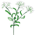 Yarrow