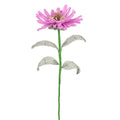 Zinnia