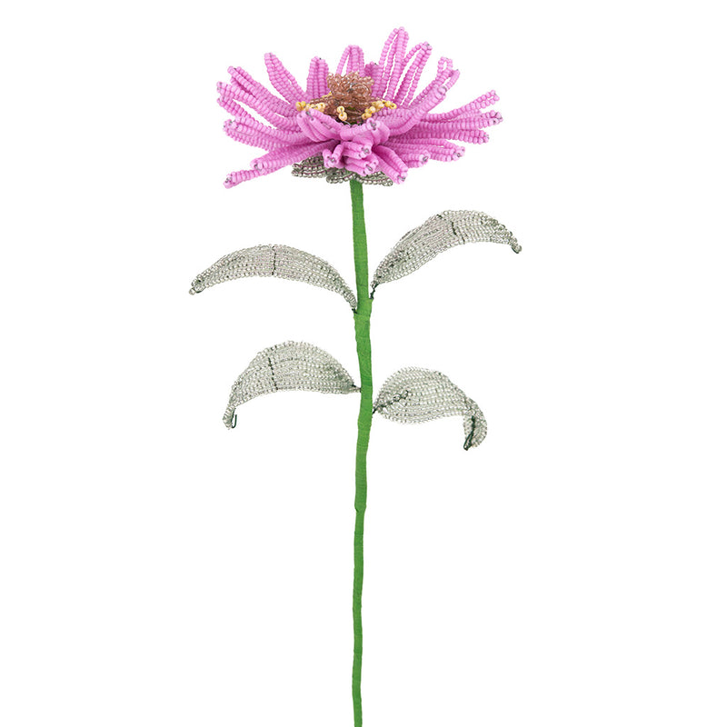 Zinnia