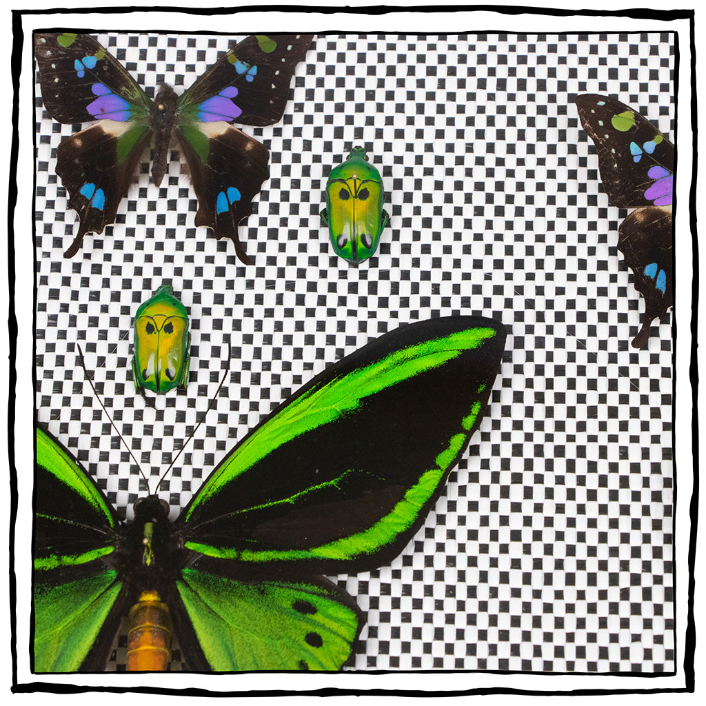 Framed Butterfly and Beetle Artwork on Raffia Matting