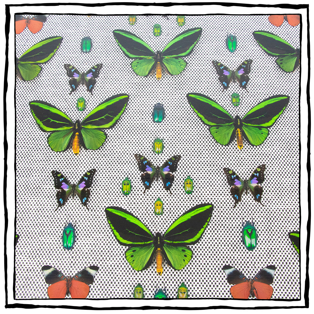 Framed Butterfly and Beetle Artwork on Raffia Matting