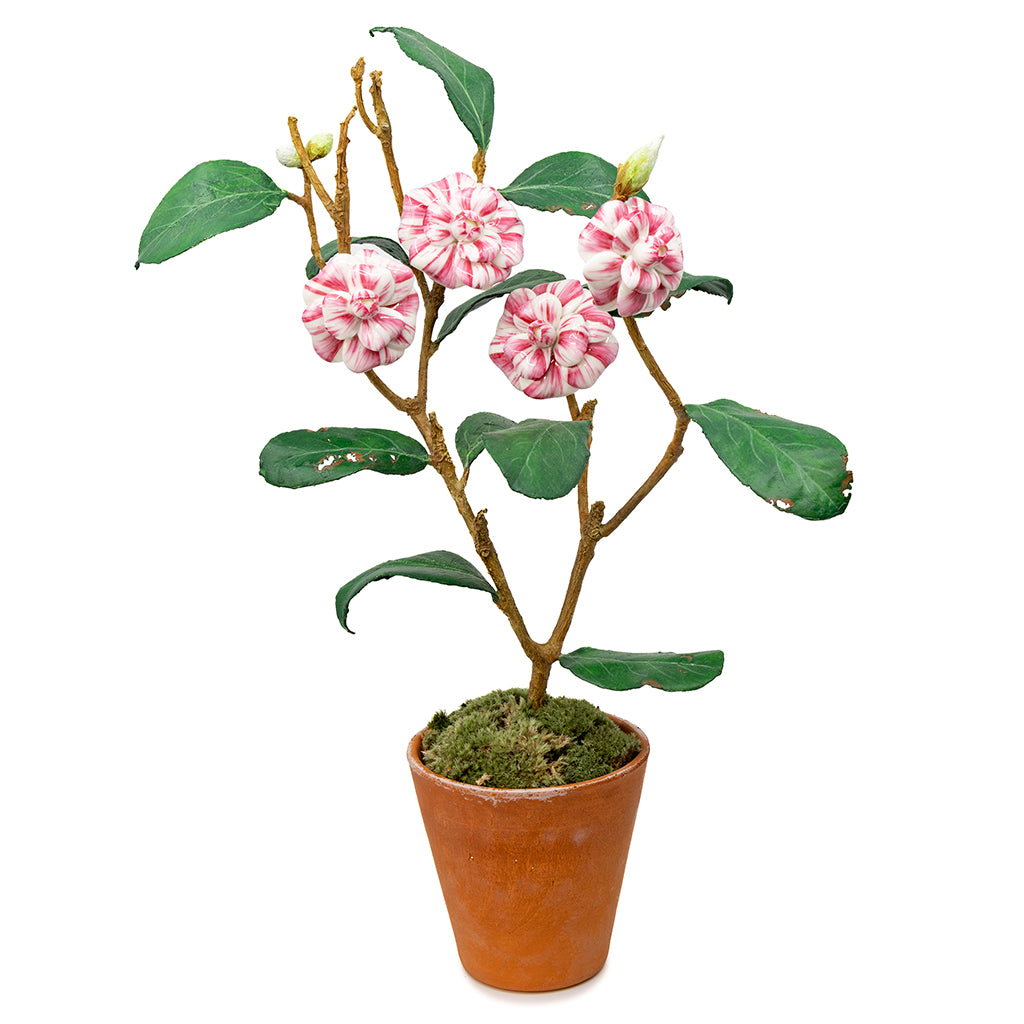 Porcelain Camelia in a Terracotta Pot