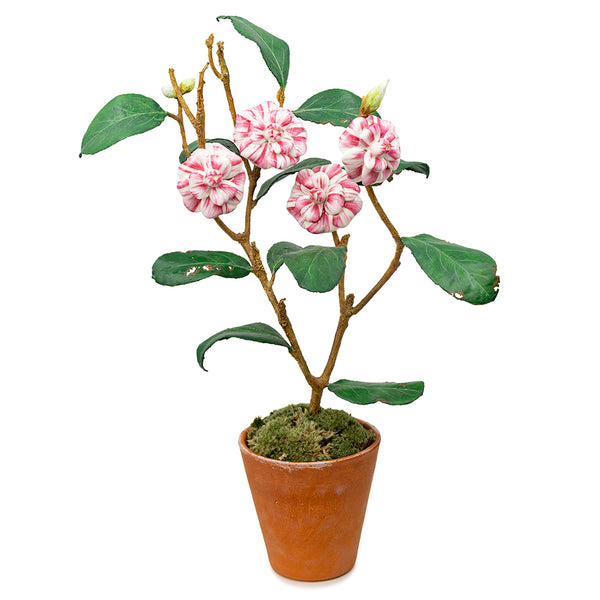 Porcelain Camelia in a Terracotta Pot