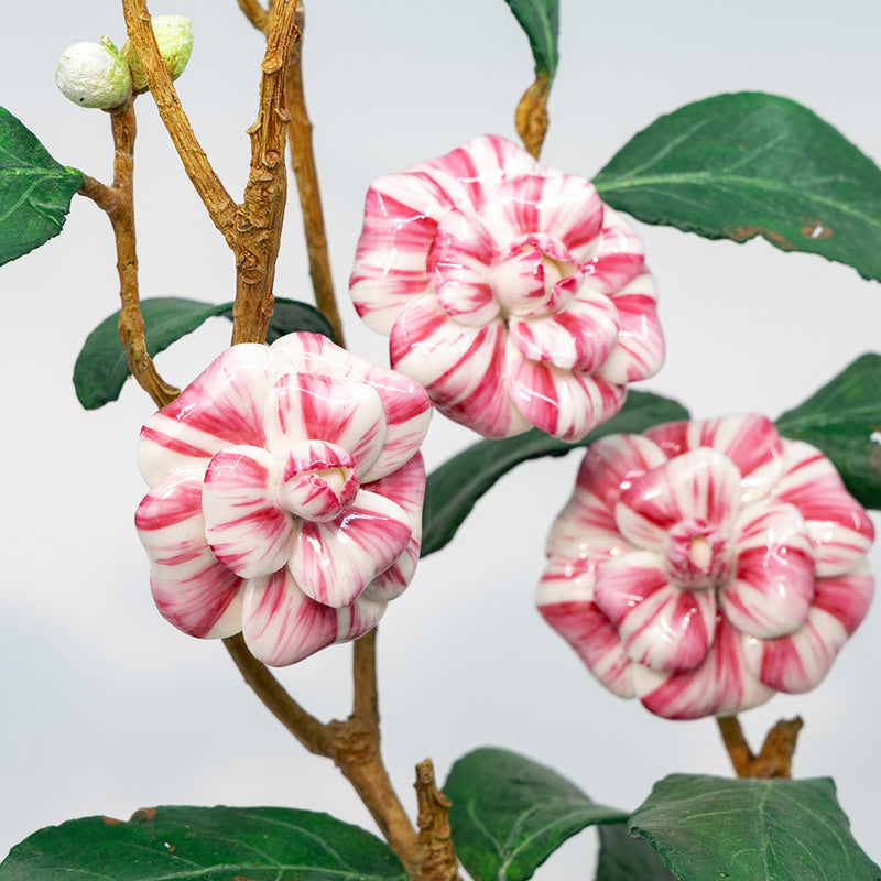 Porcelain Camelia in a Terracotta Pot