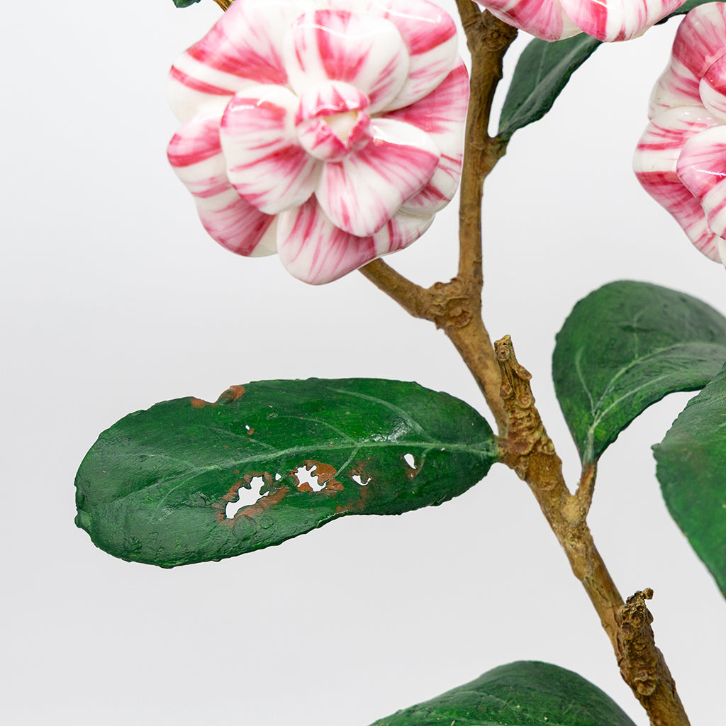 Porcelain Camelia in a Terracotta Pot