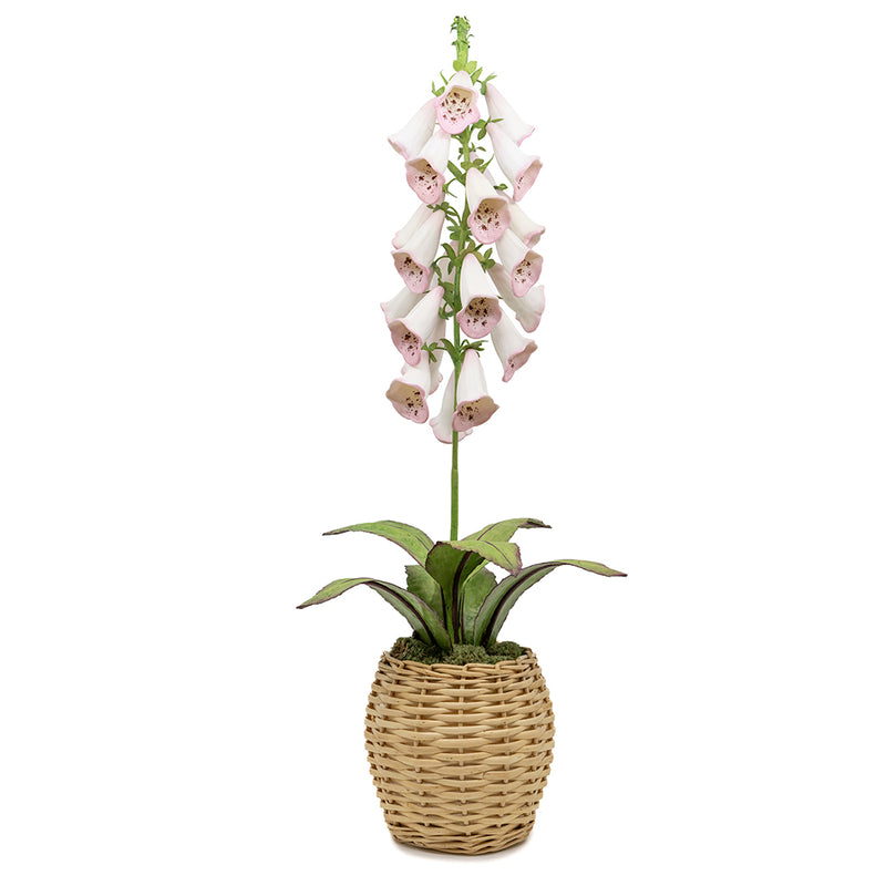 Porcelain Foxglove in an Oval Rattan Cachepot