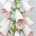 Porcelain Foxglove in an Oval Rattan Cachepot