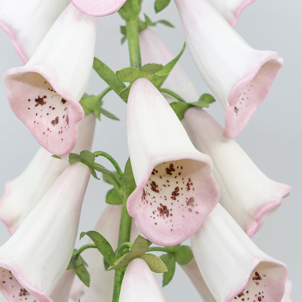 Porcelain Foxglove in an Oval Rattan Cachepot
