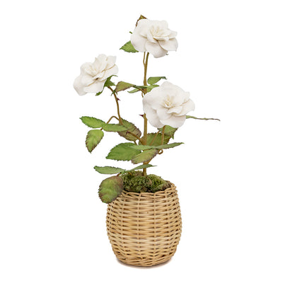 Medium Porcelain Rosebush in an Oval Rattan Cachepot