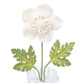 Fleurs de Champs in Mini Glass Pot
