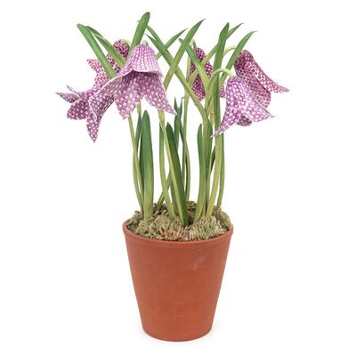 Porcelain Fritillaries in Terracotta Pot