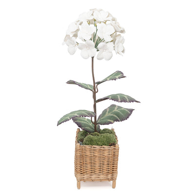 White Bisque Porcelain Hydrangeas in a Square Rattan Cachepot