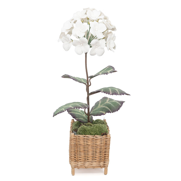 White Bisque Porcelain Hydrangeas in a Square Rattan Cachepot