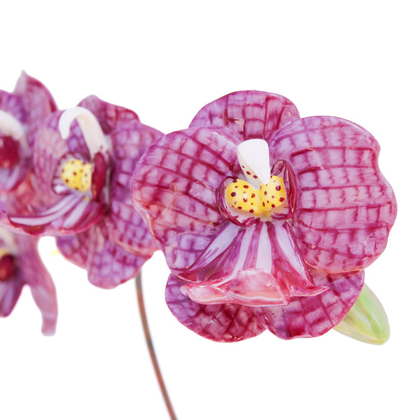 Porcelain Orchid with Four Flowers in a Terracotta Pot