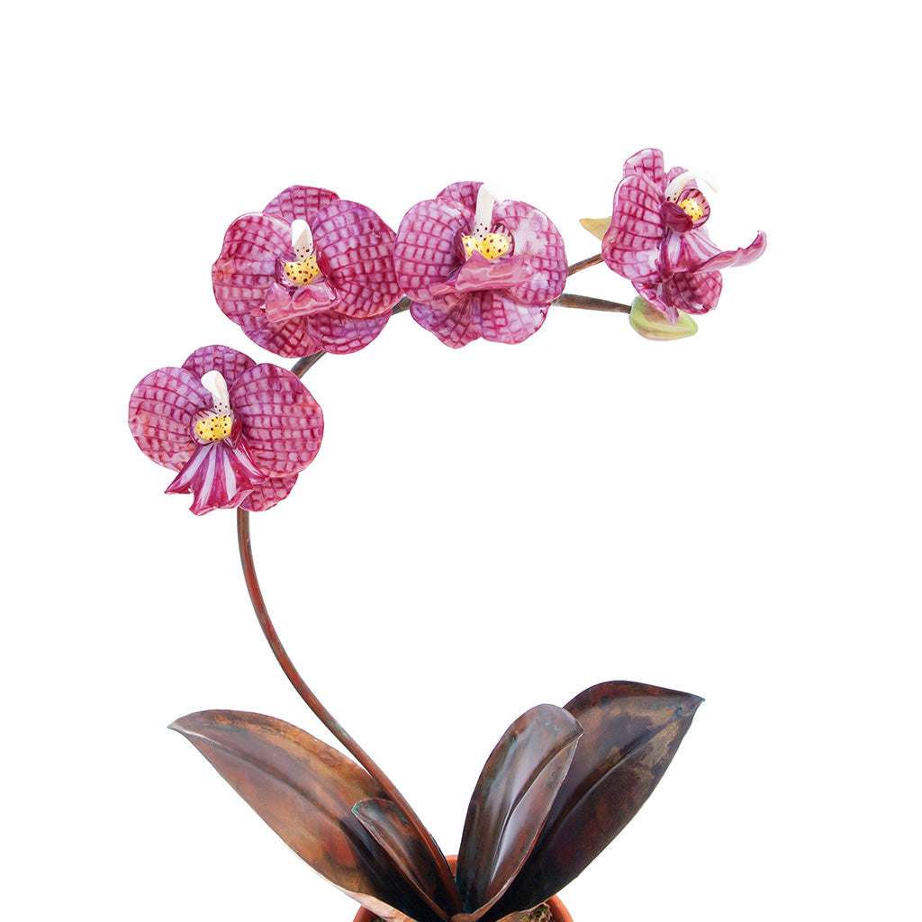 Porcelain Orchid with Four Flowers in a Terracotta Pot