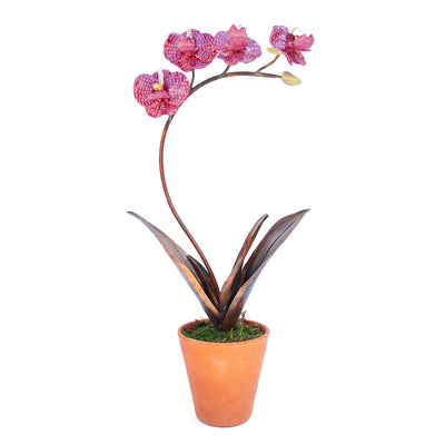 Porcelain Orchid with Four Flowers in a Terracotta Pot