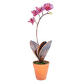 Porcelain Orchid with Four Flowers in a Terracotta Pot