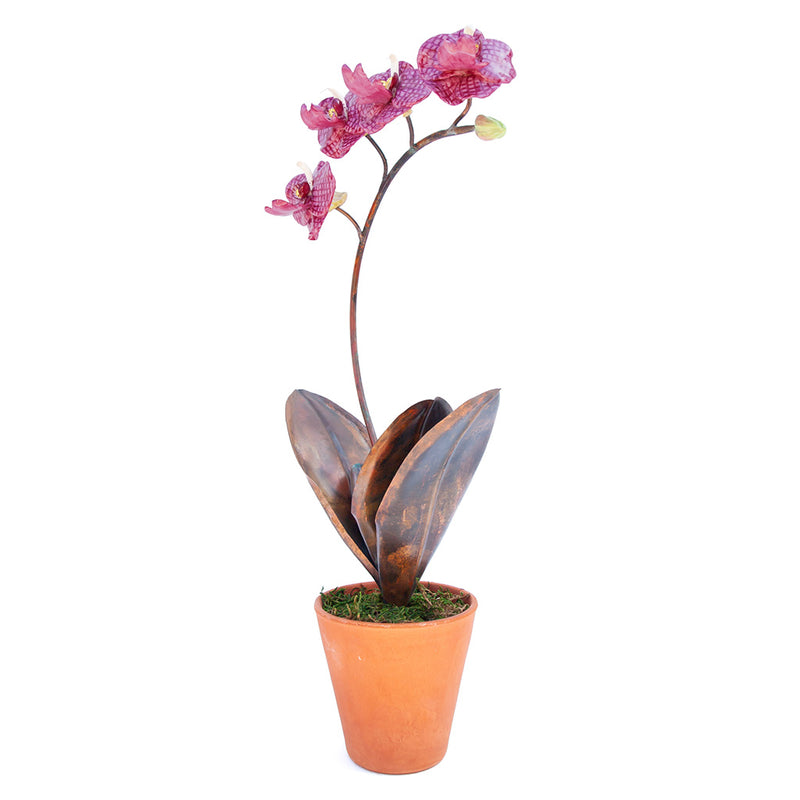 Porcelain Orchid with Four Flowers in a Terracotta Pot