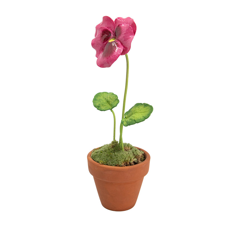 Porcelain Pansy in a Terracotta Pot