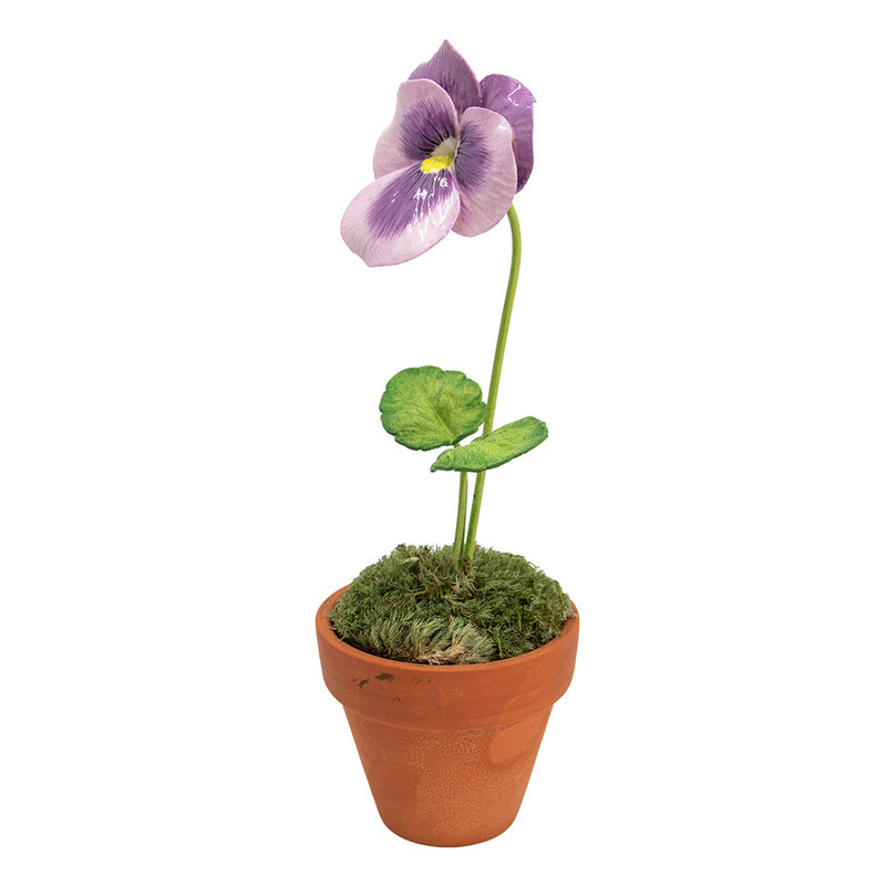 Porcelain Pansy in a Terracotta Pot