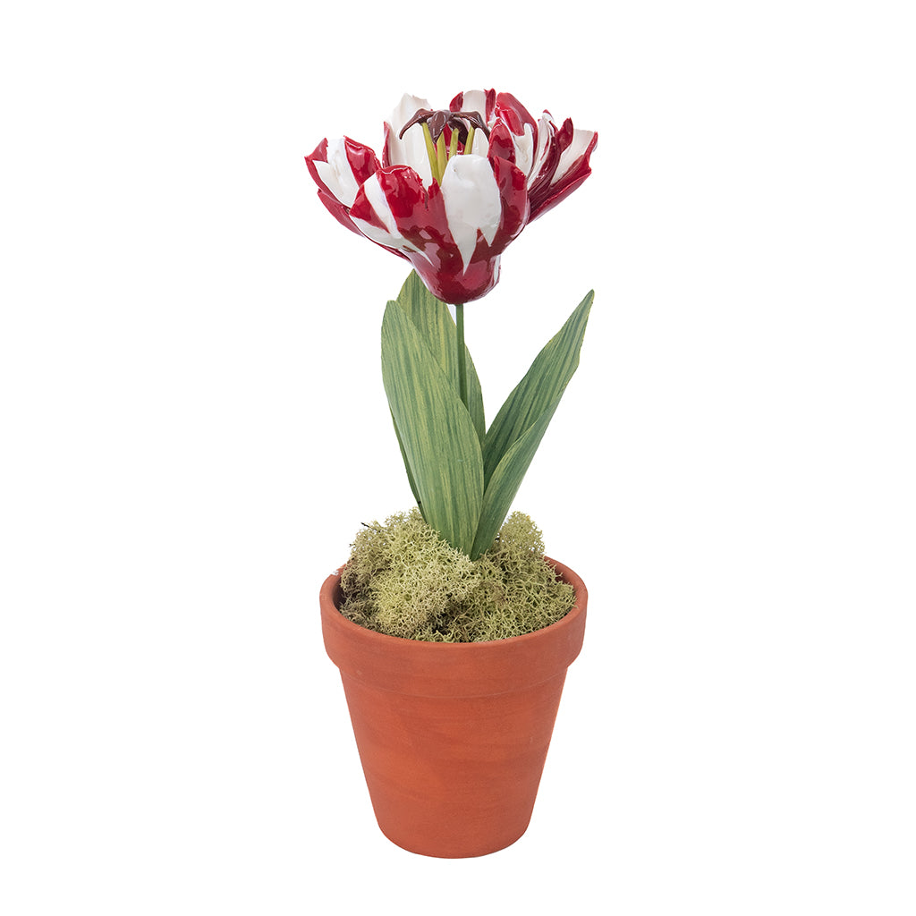 Porcelain Tulip in a Terracotta Pot – Casa Branca