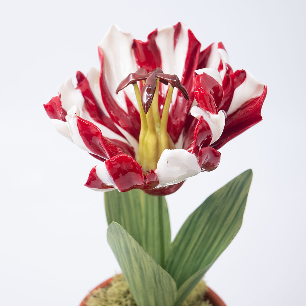 Porcelain Tulip in a Terracotta Pot – Casa Branca
