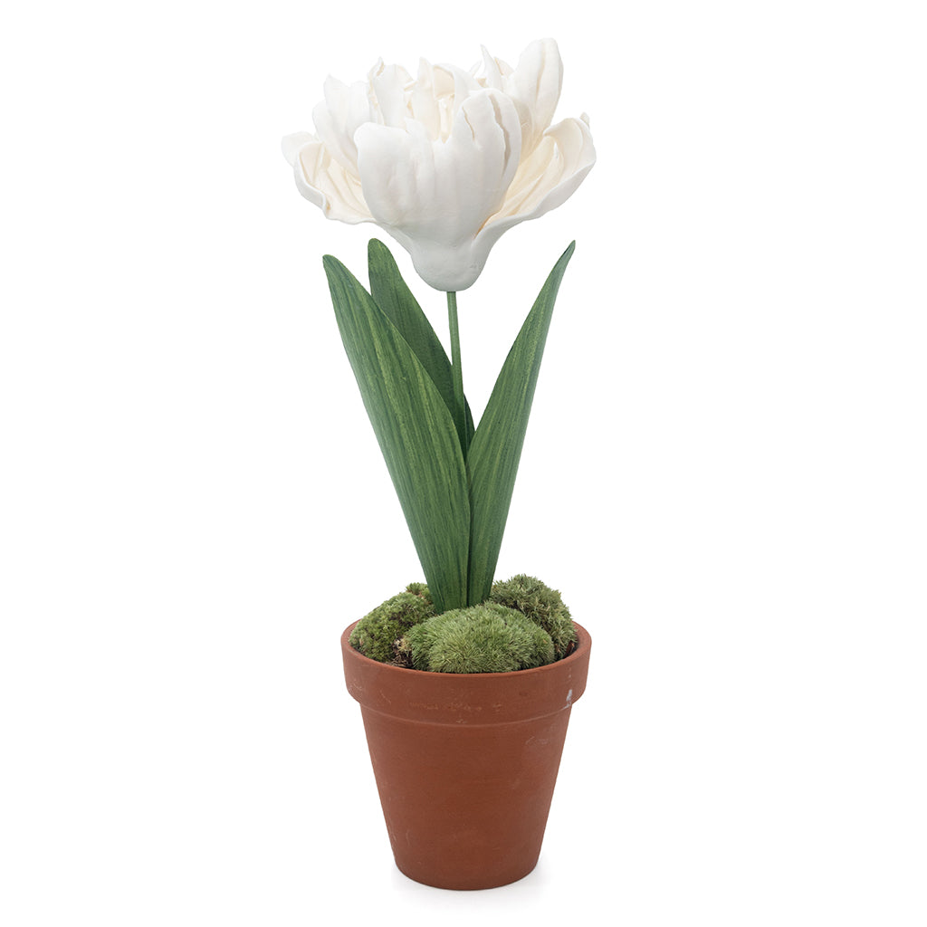 can you plant tulips in a pot Porcelain Tulip in a Terracotta Pot – Casa Branca