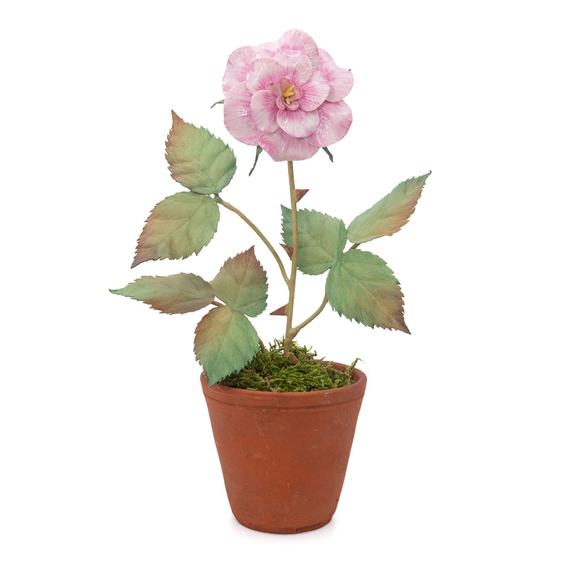 plant rose seeds in pots Porcelain Rose in a Terracotta Pot – Casa Branca