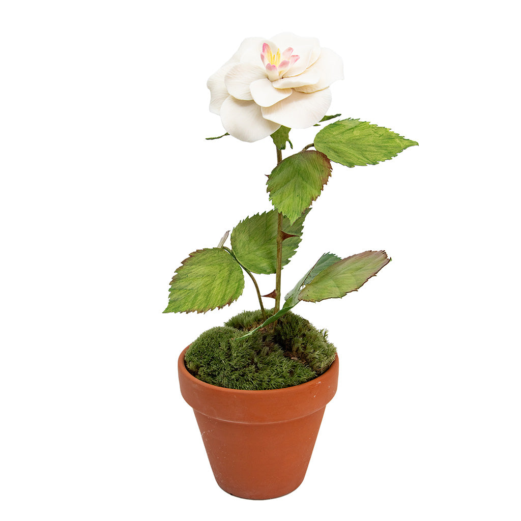 Porcelain Rose in a Terracotta Pot