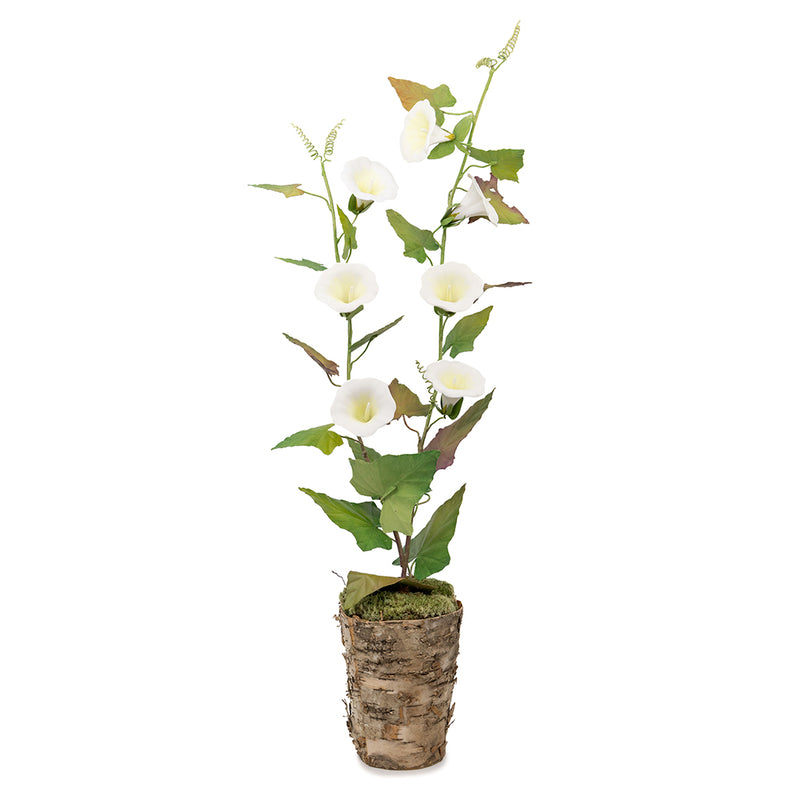 morning glory plants in pots Porcelain Two-Stem Morning Glory in a Wood Pot – Casa Branca