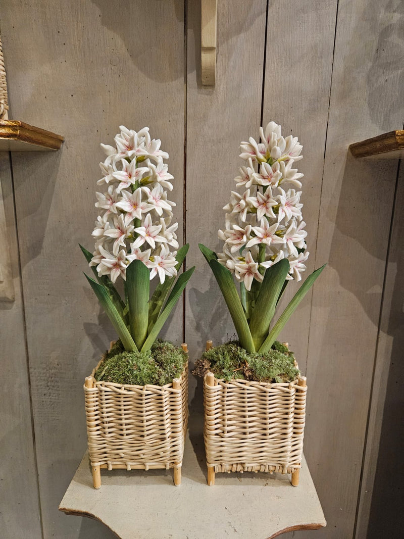 Medium Porcelain Hyacinth in a Square Rattan Cachepot