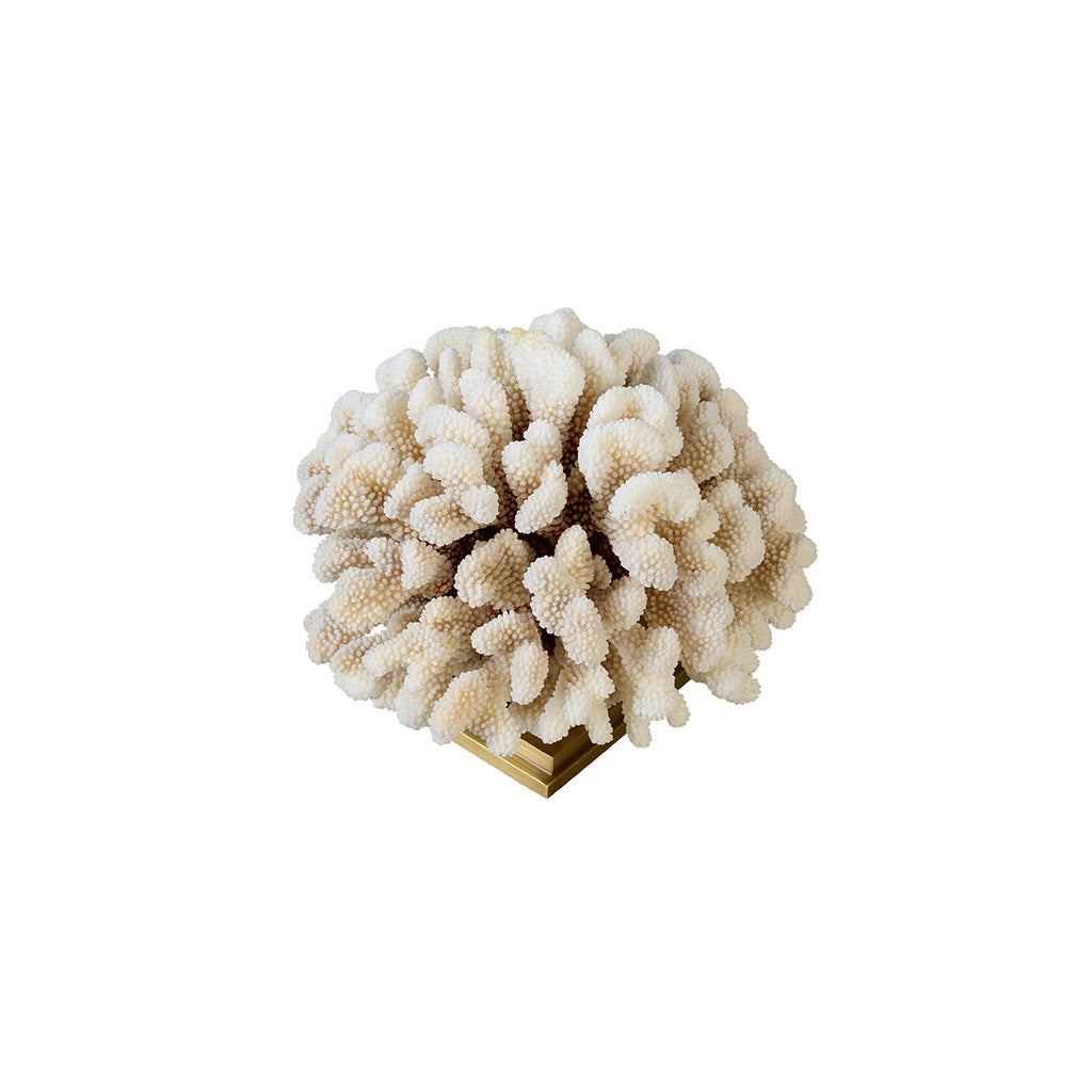 "Cauliflower" Coral (Pocillopora Meandrina)