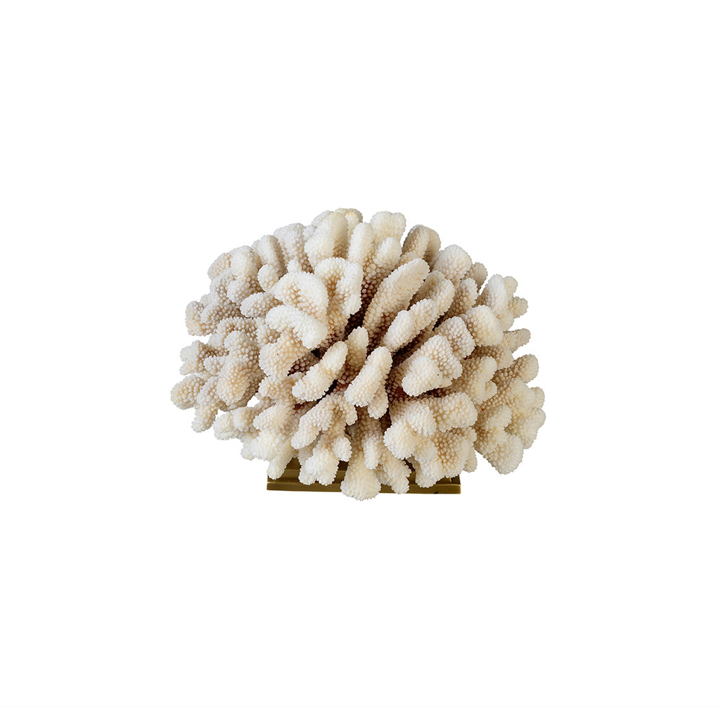 "Cauliflower" Coral (Pocillopora Meandrina)