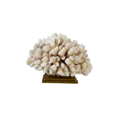 "Cauliflower" Coral (Pocillopora Meandrina)
