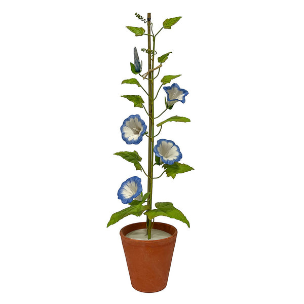 Blue Porcelain Morning Glory in a Terracotta Pot