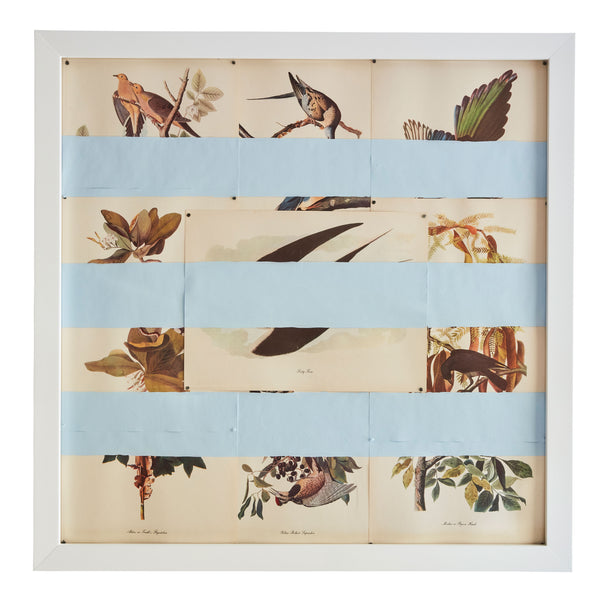 Blue Audubon