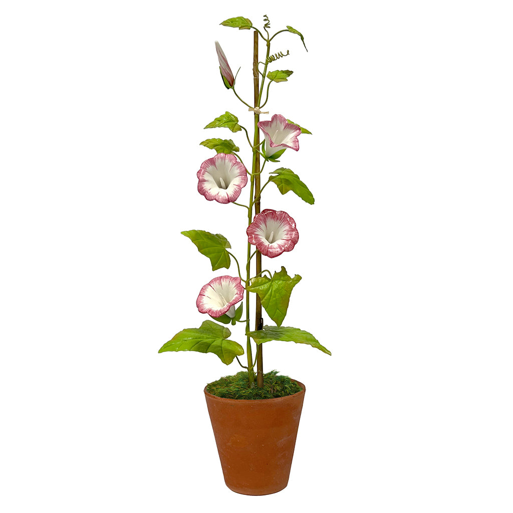 Pink Porcelain Morning Glory in a Terracotta Pot