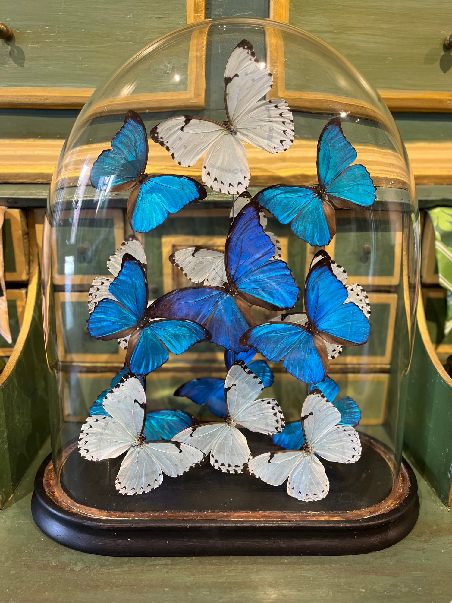 White Morpho Catenarius and Blue Morphos Butterflies in Antique Oval Dome